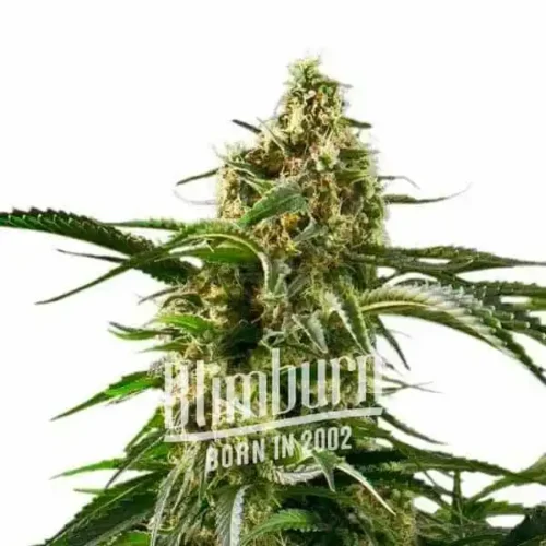Blimburn Seeds Nőiesített kannabiszmag születésnapi torta 100 db