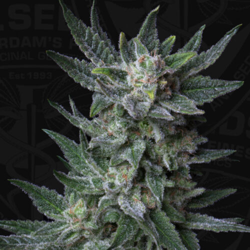 T.H.Seeds™ Cannabis Seeds Auto rágógumi