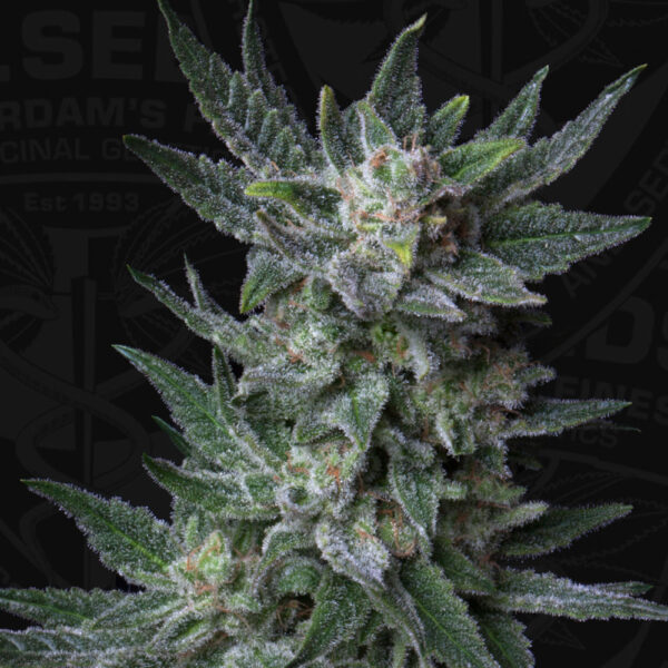 T.H.Seeds™ Cannabis Seeds Auto rágógumi