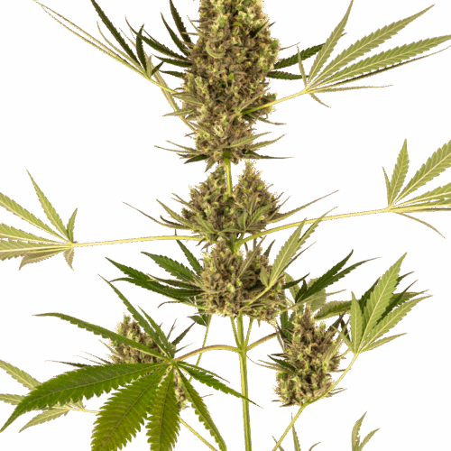 Sensi Seeds Cannabis Seeds Alpine Delight CBD® Automatic Feminized