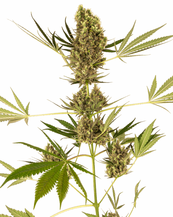 Sensi Seeds Cannabis Seeds Alpine Delight CBD® Automatic Feminized