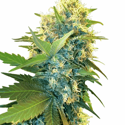 Sensi Seeds Cannabis Seeds Double Kush Cake Feminized