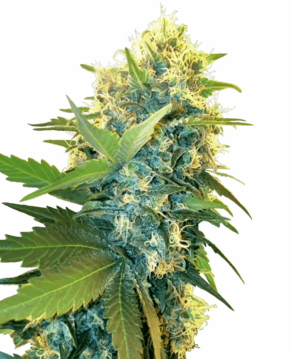 Sensi Seeds Cannabis Seeds Double Kush Cake Feminized