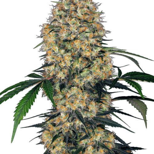 Sensi Seeds Cannabis Seeds Sensi Amnesia XXL Automatic Feminized