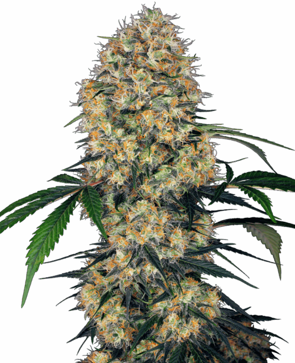 Sensi Seeds Cannabis Seeds Sensi Amnesia XXL Automatic Feminized