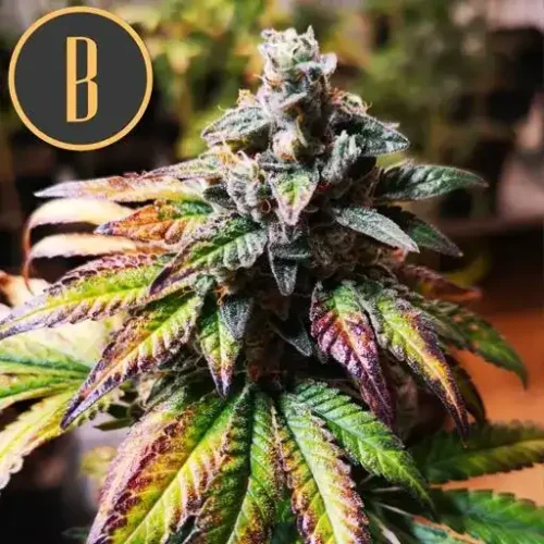 Blimburn Seeds Cannabis Seeds Gorilla G4 Auto 3 pár