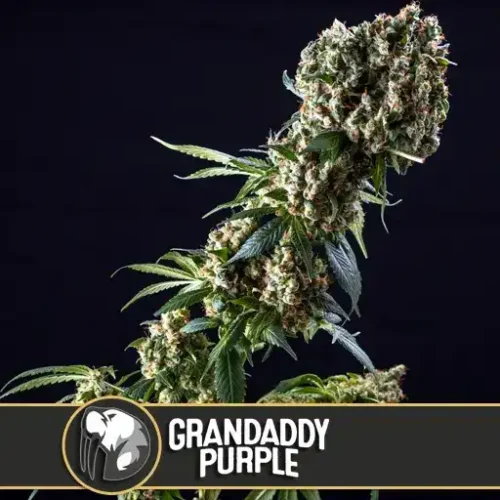 Blimburn Seeds Cannabis Seeds Grandaddy Purple Nőiesített 3 pár