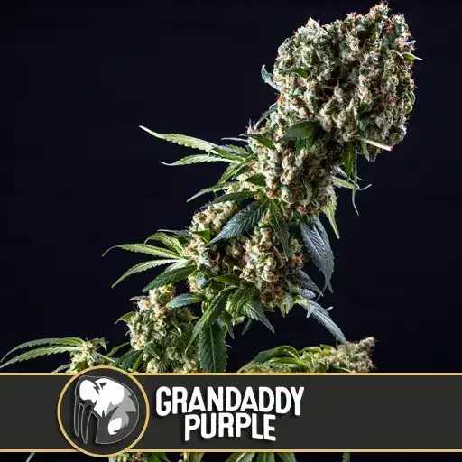 Blimburn Seeds Cannabis Seeds Grandaddy Purple Nőiesített 3 pár