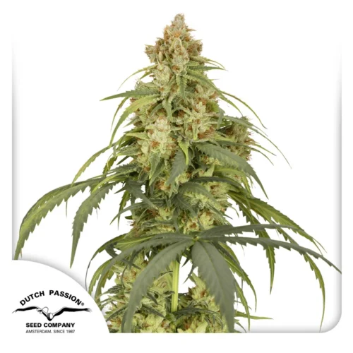Dutch Passion Cannabis Seeds Auto CBD-Victory® Autoflowering 100 db