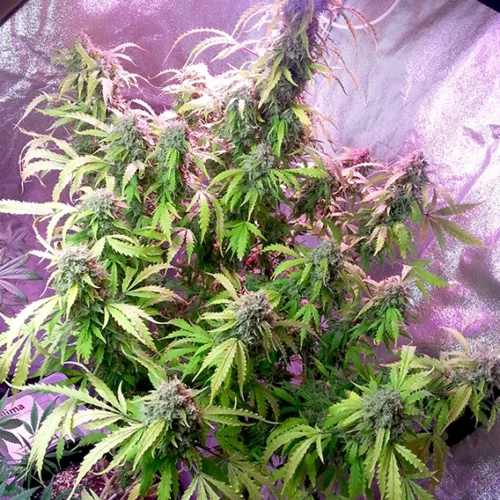 Dutch Passion Cannabis Seeds Auto Daiquiri Lime® Autoflowering 100 db