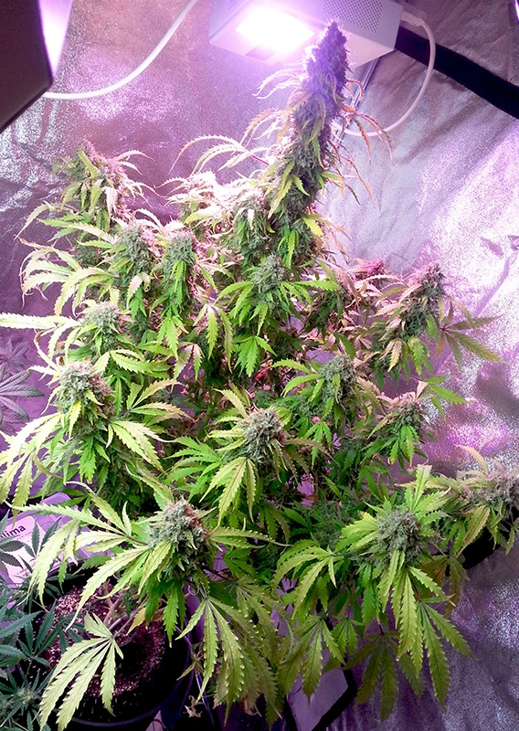Dutch Passion Cannabis Seeds Auto Daiquiri Lime® Autoflowering 100 db