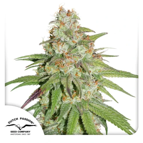 Dutch Passion Cannabis Seeds Glueberry OG® Feminized 100 db