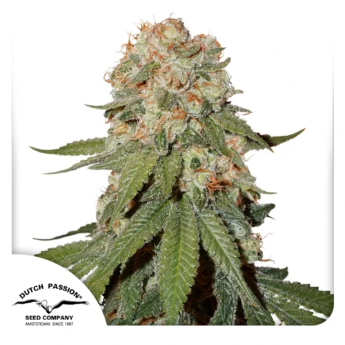 Dutch Passion Cannabis Seeds Orange Bud® Feminized 100 db