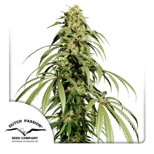 Dutch Passion Cannabis Seeds Ice Cream Haze® Nőiesített 10 db